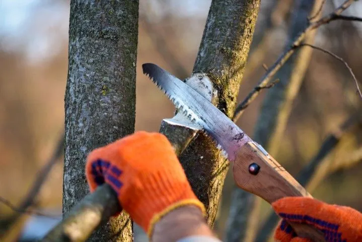 An image of Tree Trimming in Arcadia, CA