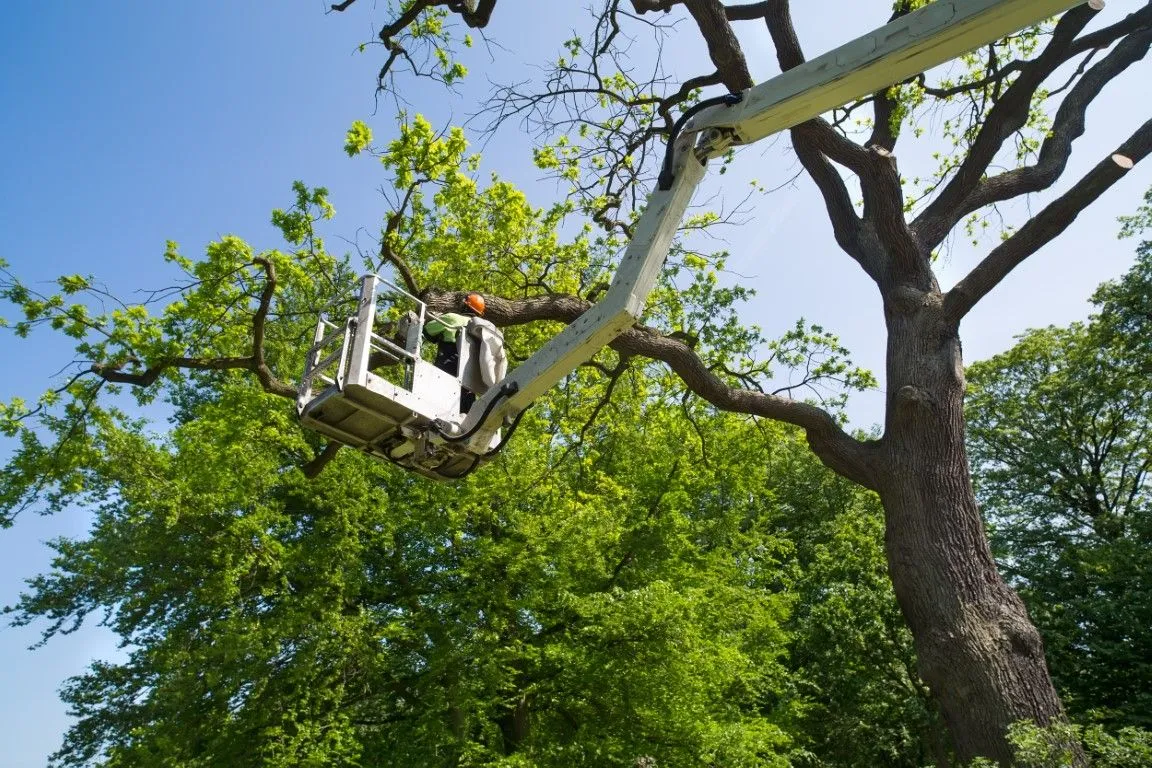 An image of Tree Services in Arcadia, CA