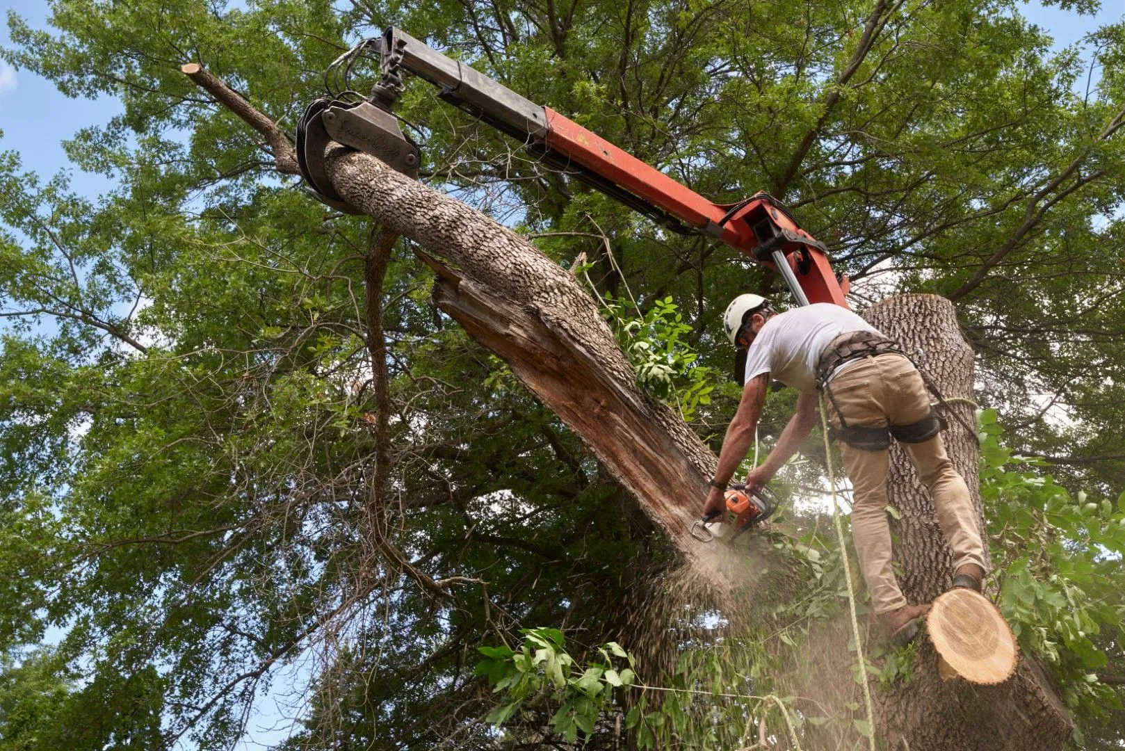 Arborist using a chainsaw to cut a tree limb, supported by a crane. White dust in air.