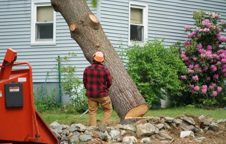 An image of Tree Removal in Arcadia, CA